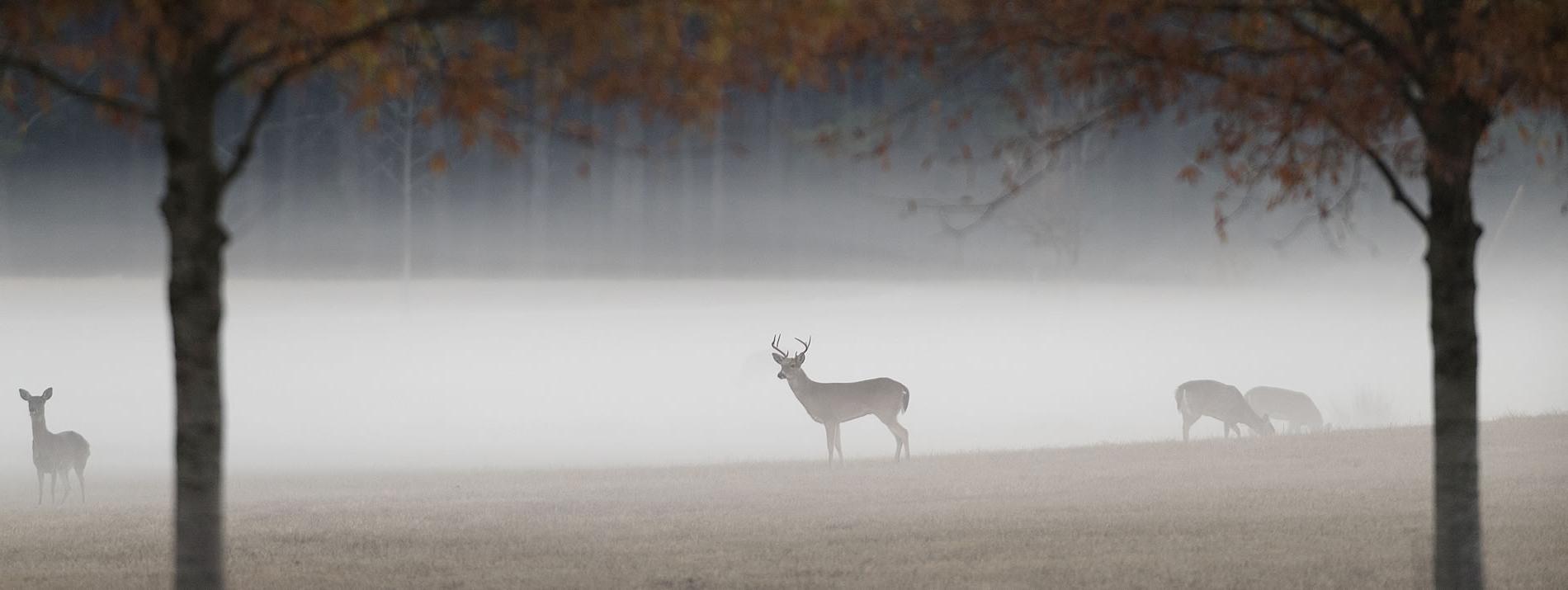 four deer in a foggy field